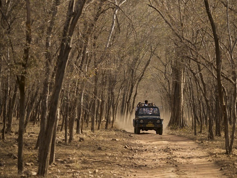 Bandhavgarh National Park Jeep Safari